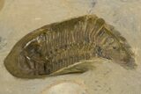 Fossil Hollardops Trilobite - Ventral Preparation #334907-2